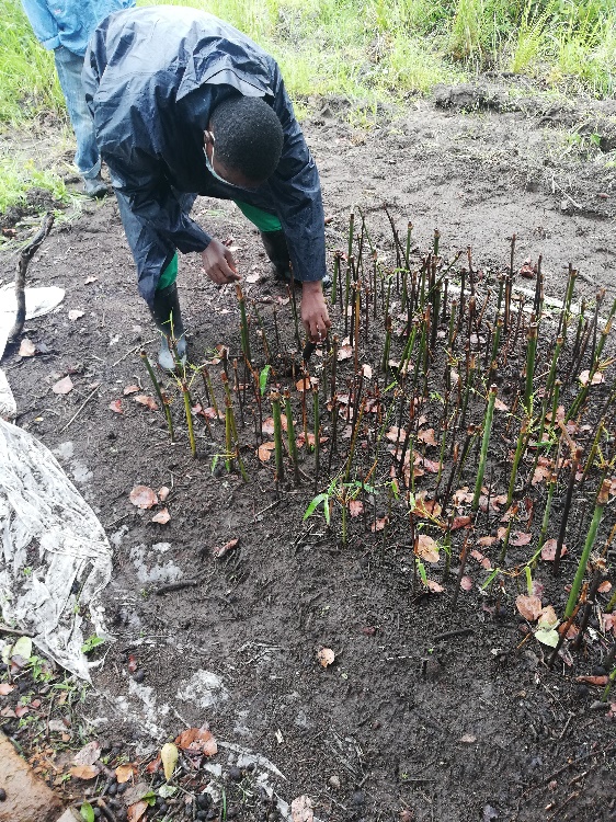 FRC researcher leaning over an open rooting bed to inspect individual bamboo branch cuttings planted in the ground, showing vigorous upright shoots emerging from dark soil