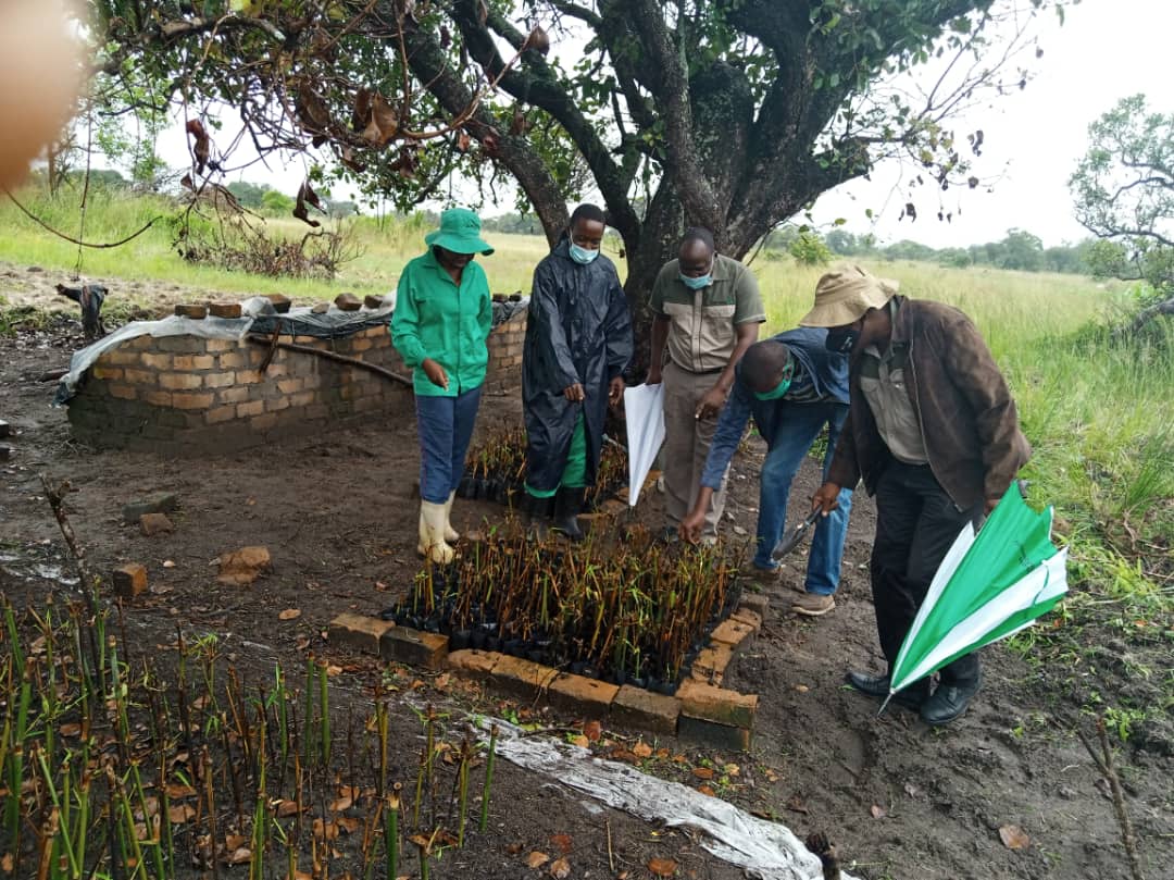 FRC team and BZ representatives examining the brick-bordered bed of approximately 950 pocketed rooted bamboo cuttings at Barwick G Farm nursery
