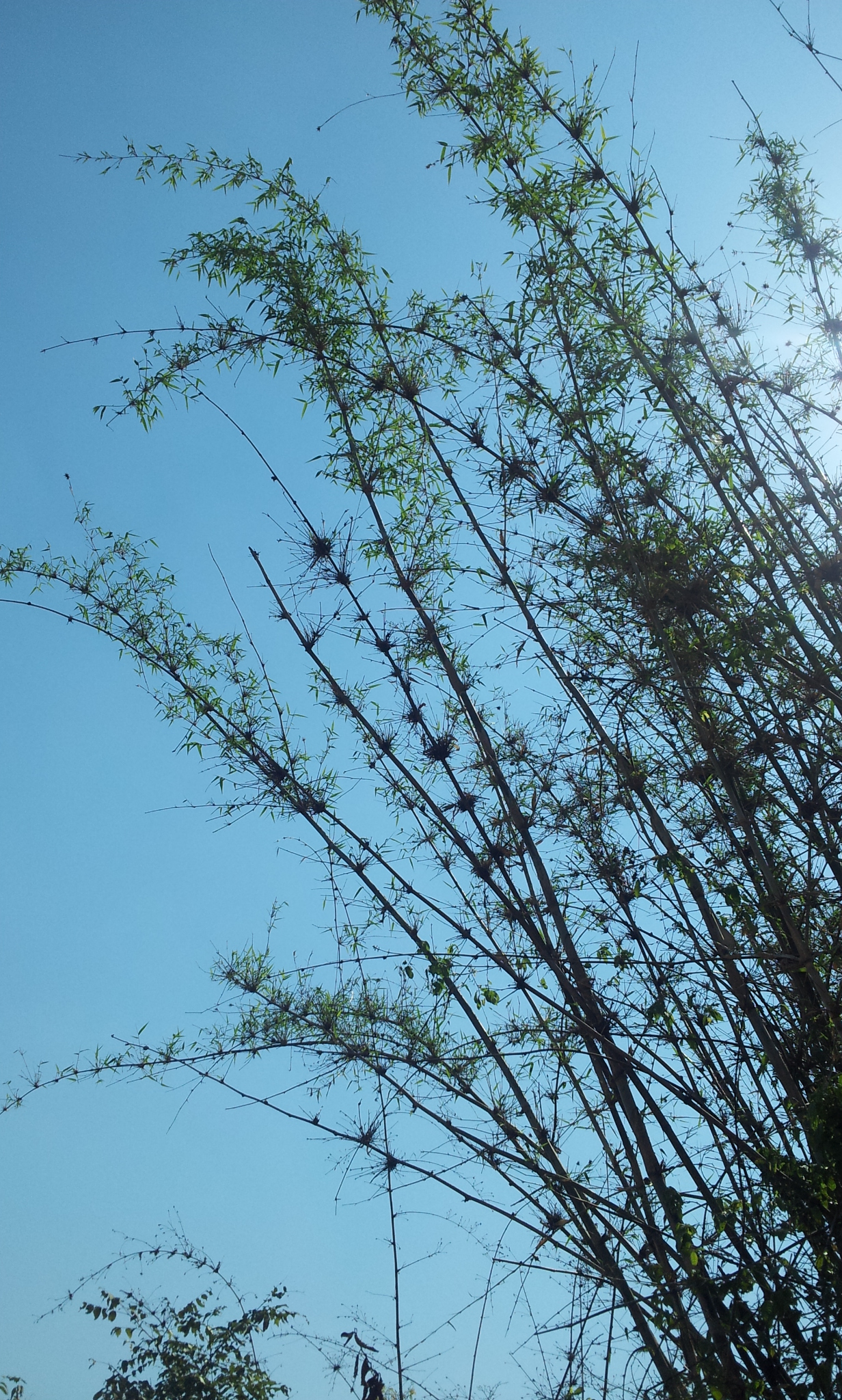 Oxytenanthera abyssinica culms reaching toward the sky in the Honde Valley