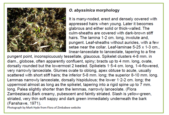 O. abyssinica morphology — botanical description and close-up photograph of spikelet clusters